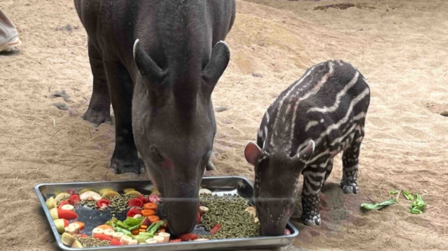 視頻|森林野生動(dòng)物園迎來新晉網(wǎng)紅 “小豬佩奇”原型南美貘寶寶首次公開“營(yíng)業(yè)”